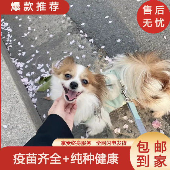 蝴蝶犬家养长不大小狗小花狗黄白花活体狐狸犬幼犬小型犬忠诚超萌