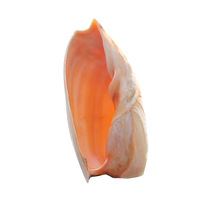 Natural Shell Snail Home Decoration - Handcrafted Fish Tank Landscaping Boutique