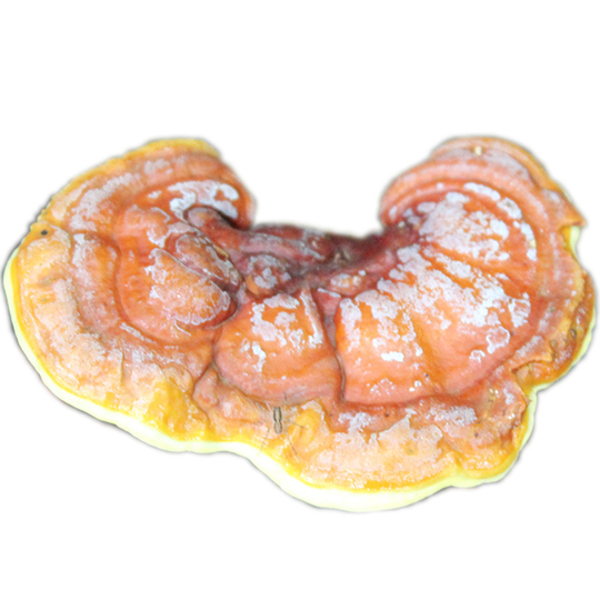 Wild Ganoderma Lucidum - Shennongjia Red Ganoderma - 250g