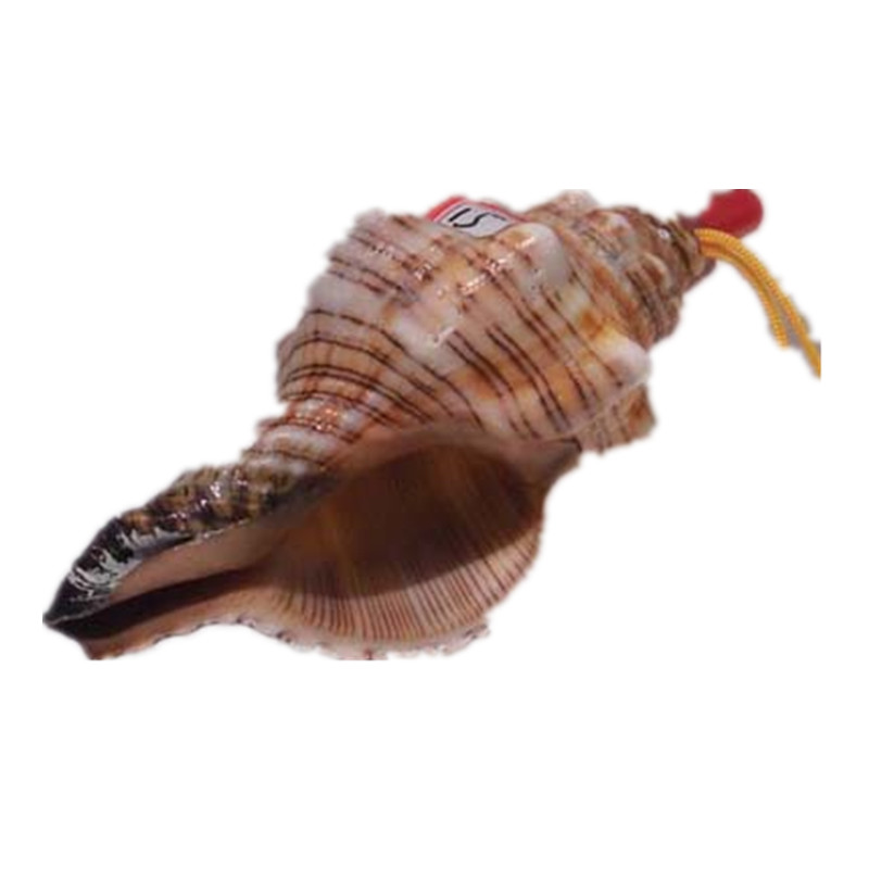 大きな螺旋状の貝殻 大きな白色の螺旋形貝殻 貝の博物誌