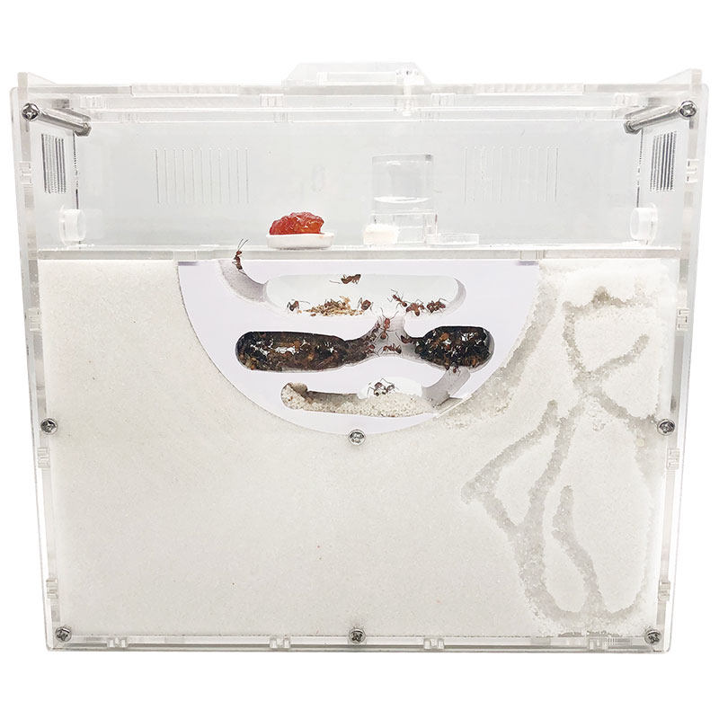 Ant Castle Extra Large Nest - Free Ant Kingdom Queen Ant Pet Sandcastle ...