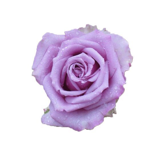 
Cut flower roses Song of the Ocean rose seedlings large flowers balcony rose potted garden plants flowers