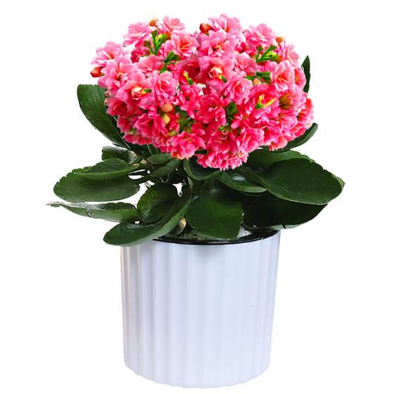 Longevity flowers Four Seasons Four Seasons of Seasonal Essence of Green Plants with Bud Hydrants Pot Potted Four Seasons Four Blossoms View Flower Potted Plants
