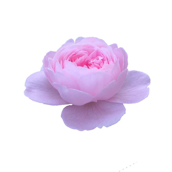 
2004 Queen of Sweden Light Pink Purple Lotus-shaped Multi-Seasonal Flower Bun Rose