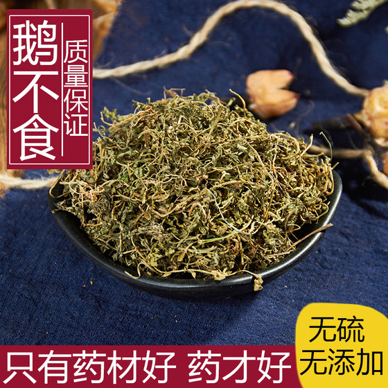 中药材 野生鹅不食草 石胡蒌  散装新鲜干货 500克 包邮