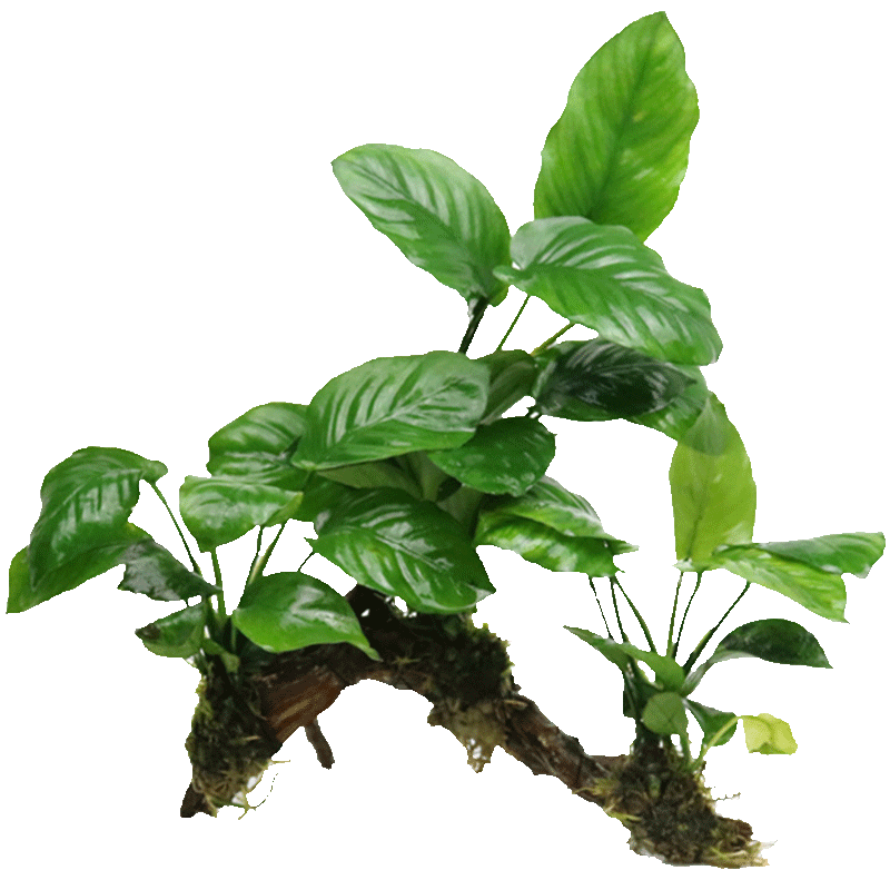 Fish tank landscaping set meal, banyan sinking wood, live -bodies, freshwater, freshwater, soil without plant oxygen, lying on the ground short pearl