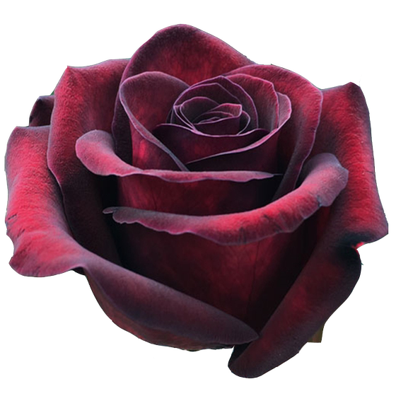 
Black magic dark red purple black cut flower rose potted courtyard garden balcony plant rose flower seedlings