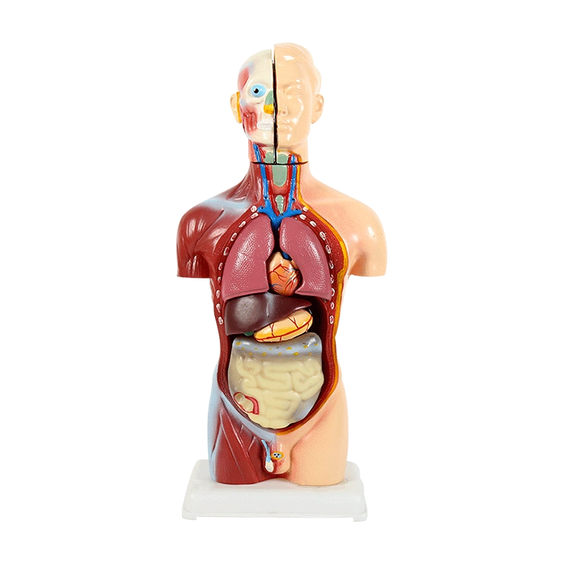 3B高品质医学人体解剖模型可拆内脏器官结构全身教学仿真骨骼骨架