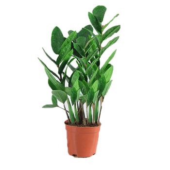 Money tree lucky tree potted indoor living room green plant