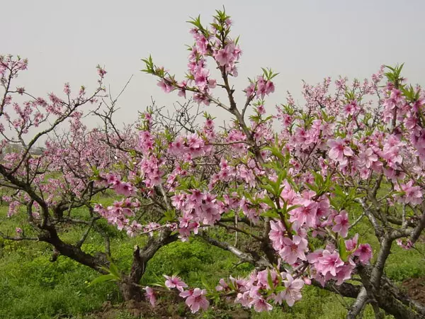 桃花冲森林公园