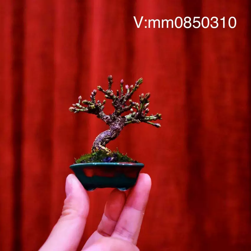 「亦盆栽」長寿梅 紅花 小品盆栽 e89cbb03-dfb5-47c6-9965-