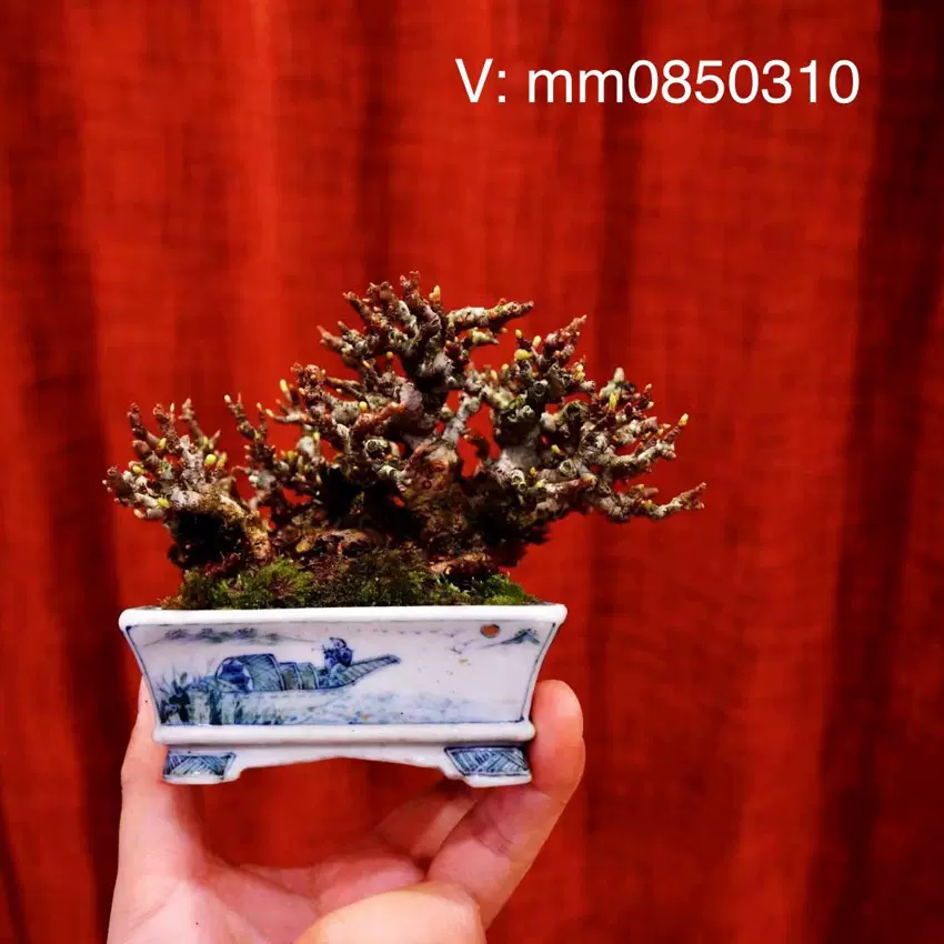 亦盆栽日本盆景欣賞長壽梅紅花2