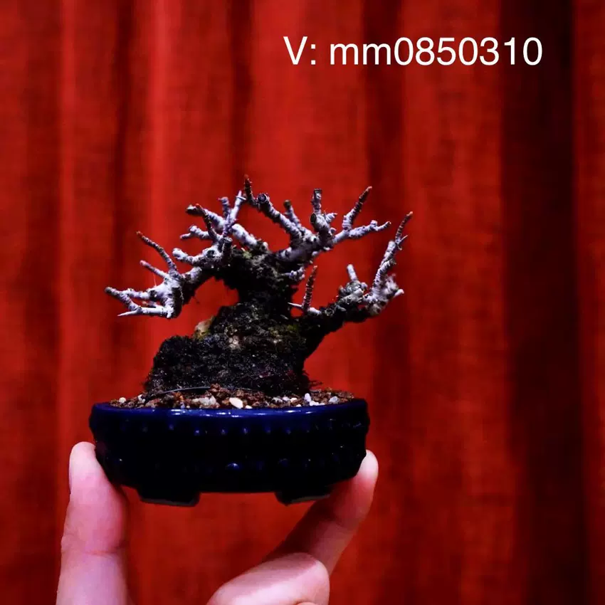 亦盆栽日本盆景欣賞長壽梅紅花2