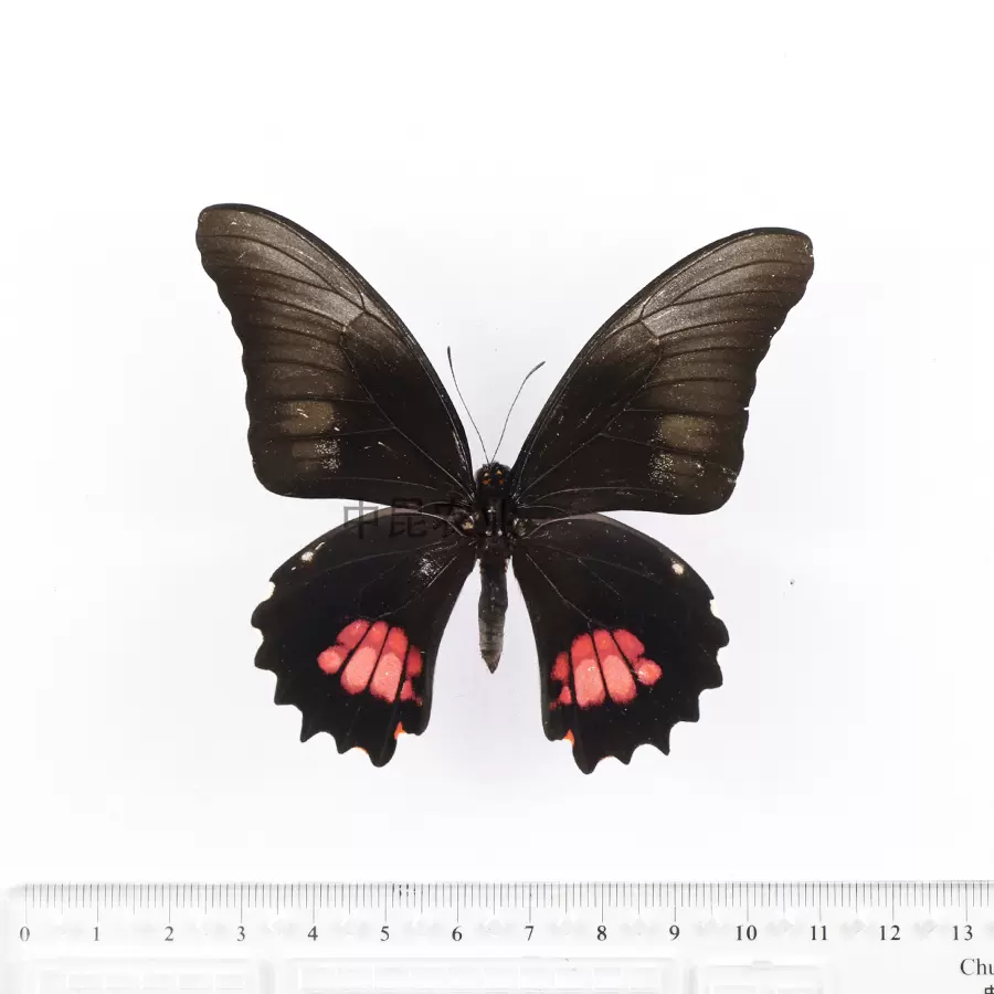 擬紅紋芷鳳蝶Papilio anchisiades真蝴蝶標本進口原蝶未展翅鳳蝶-Taobao