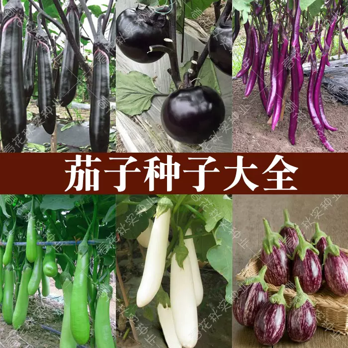 紫黑長線杭茄圓茄花茄子種子春夏秋四季播蔬菜籽陽臺盆栽高產孑 Taobao