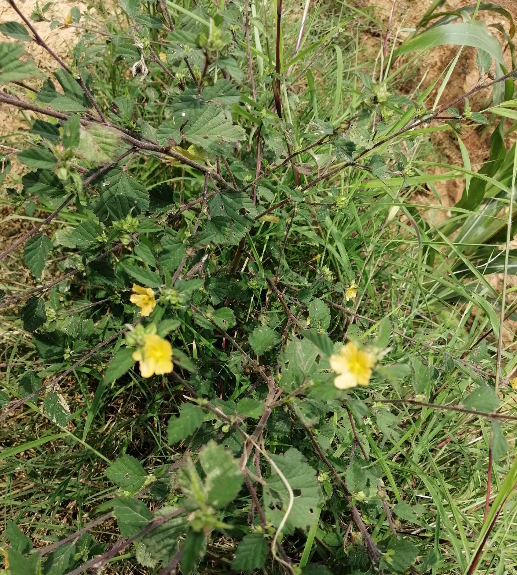 云南新鲜黄花地桃花白背黄花稔黄花母地膏药黄花稔全