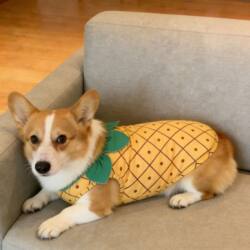 Pet Dog Clothes, Spring and Autumn Style, Super Cute Pineapple Outfit, Skin-Friendly Vest for Medium-Sized Dogs Like Corgi, Shiba Inu, and French Bulldog