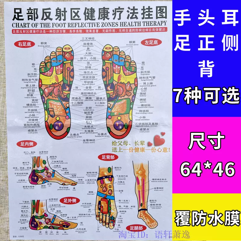 耳反射区　経穴　手反射区　足反射区の掛け軸 Amazon.co.jp: 人体模型 手・足 経穴・反射区模型セット : 産業