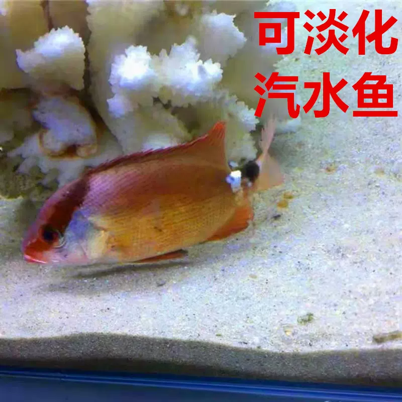 ランキング上位のプレゼント 珊瑚 海水魚 淡水魚 水槽 ９０ ６０ アンティーク コレクション Stmatthewurbana Org