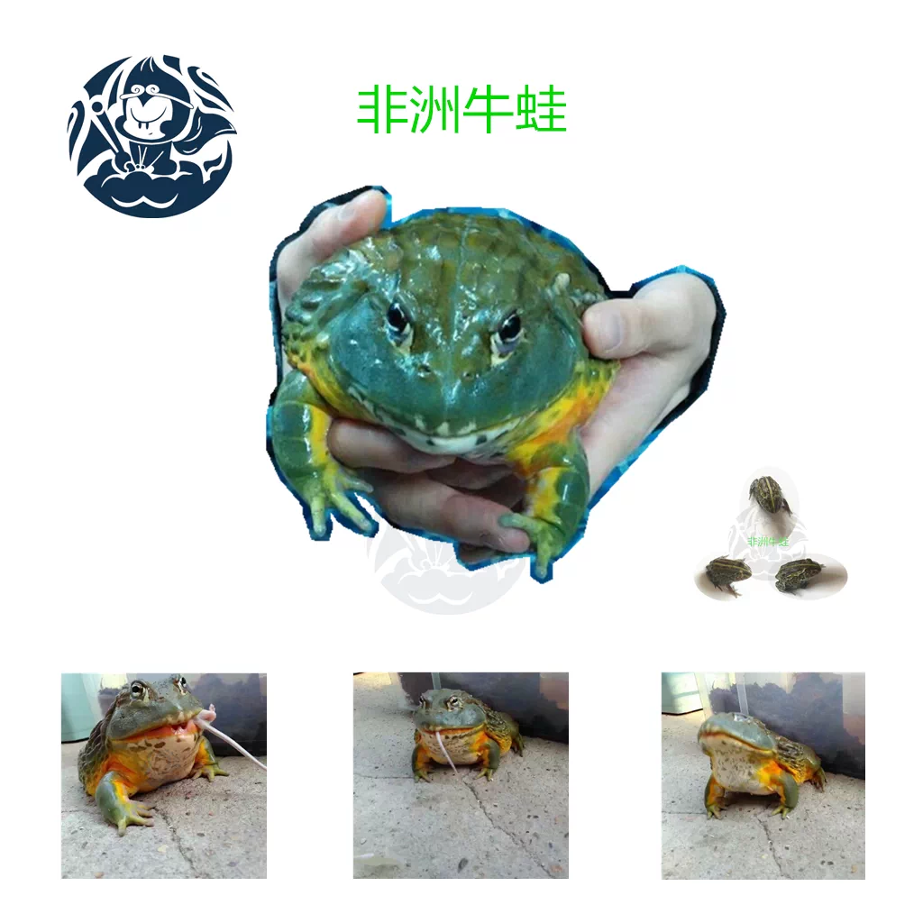 非洲牛箱頭蛙非洲牛蛙活體非牛寵物蛙招財蛙幼體苗