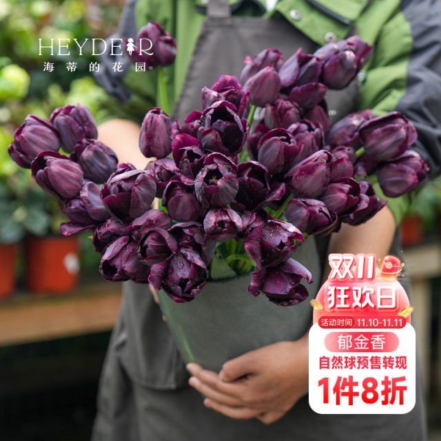 Heidi's Garden Tulip Bulbs Natural Balls Candy Prince Balcony Potted Plants Garden Potted Bulbs Can Be Planted in the Ground