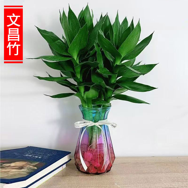 文昌竹4支水培招财绿植-淘宝逛一逛