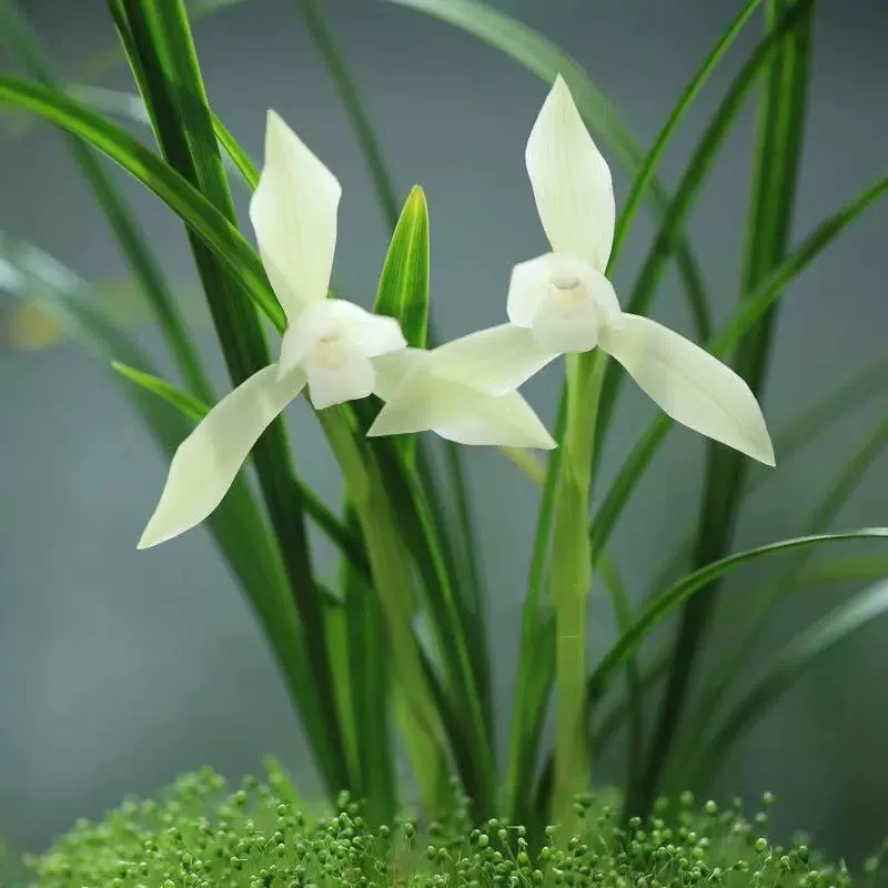 【寒蘭】野根小町（花芽付き） 寒蘭 野根小町