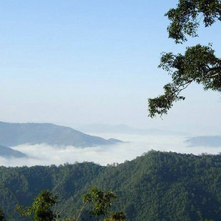 清香袭人山野韵，龙润漫香之春普洱茶测评