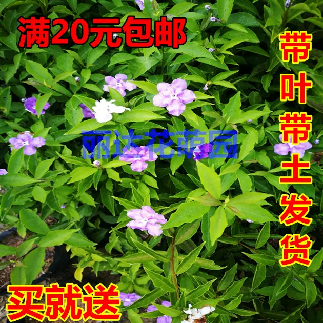 双色苿莉花又名鸯鸳花盆栽花清香怡人变色茉莉袋