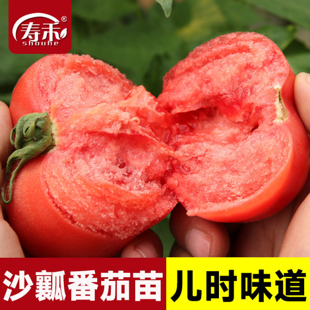 Tomato seed seedlings, large tomato seeds, vegetable seedlings, vegetable seedlings, small dwarf black rice seedlings, complete vegetable varieties in summer