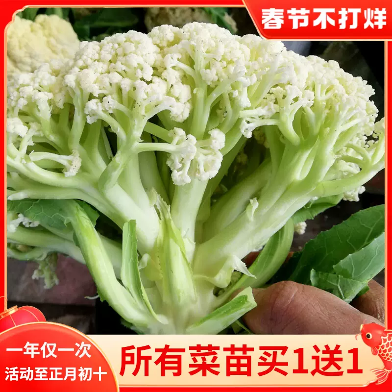 台湾青梗松花菜种子种籽有机花菜菜花春季秧苗孑秧四季