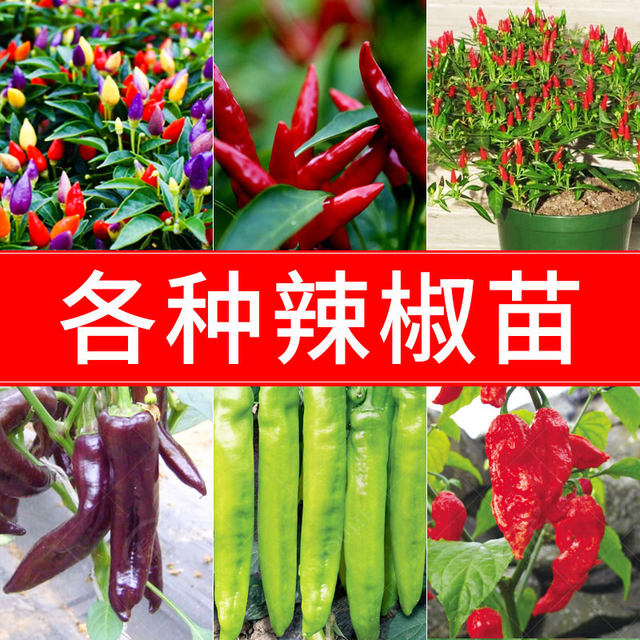 A complete collection of pepper seed seedlings, various upward pepper seedlings, millet pepper, millet, spicy four-season vegetable seeds and seedlings