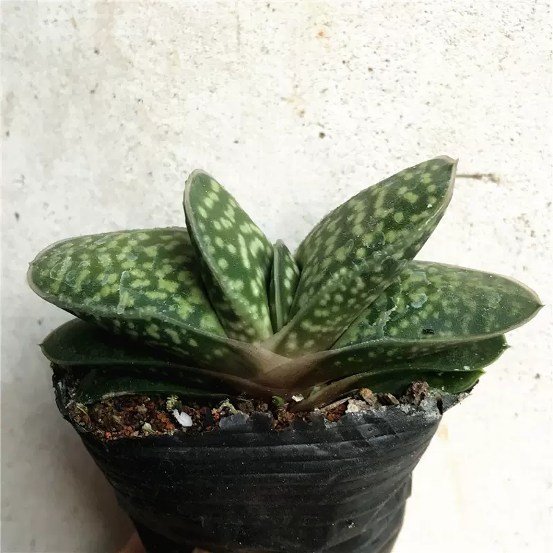 多肉植物金元宝子宝多肉办公室内寓意好财源滚滚防辐射绿植 多肉植物金元宝子宝多肉办公室内寓意好财源滚滚防辐射绿植