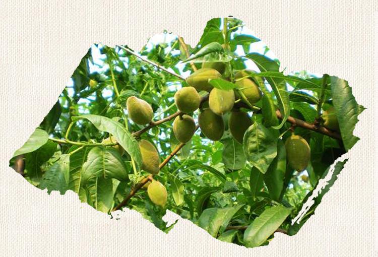 “坚果之王”鲍鱼果,松脆香酥(图4) “坚果之王”鲍鱼果,松脆香酥(图4)