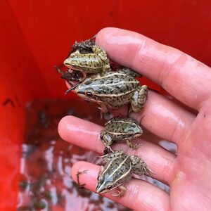 
Little frog artificially breeding rice fields black spotted frog feed live bait packs live oxygen sealing live pets
