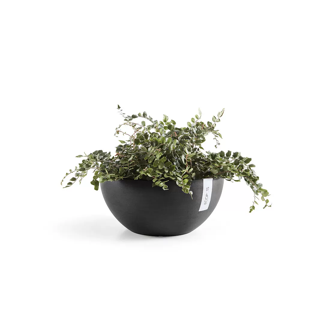 Brussels 25cm 35cm 块根仙人球热植比利时黑胶盆植木砵花盆