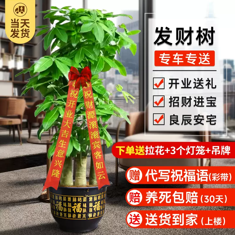 コンクリート盆栽 流木 オブジェ ディスプレイ 高級感 スタイリッシュ