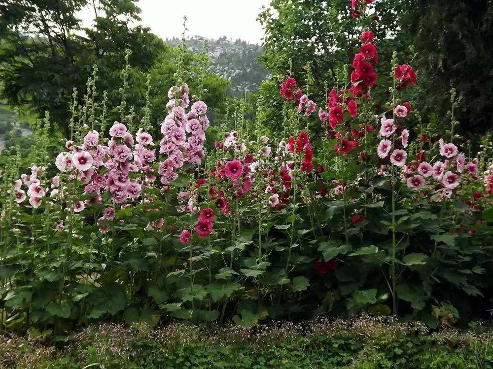 庭院露台，栽种这些花卉.娇艳盛开格外美24