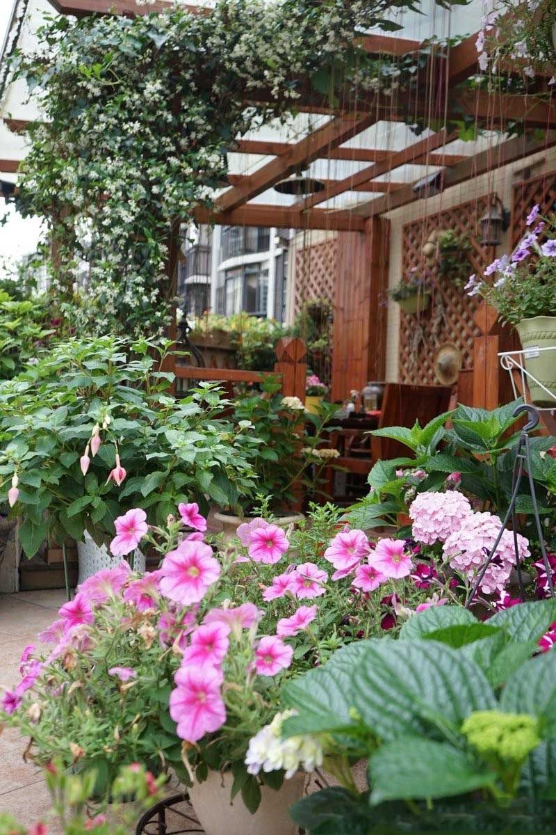屋顶花园种花?就选这几种高颜强健的