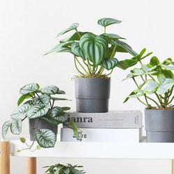 Scandinavian ins Artificial Green Plant Potted Plants Rainforest Plant Wall Decoration Ornaments Home Living Room Entrance Bookshelf Small Bonsai