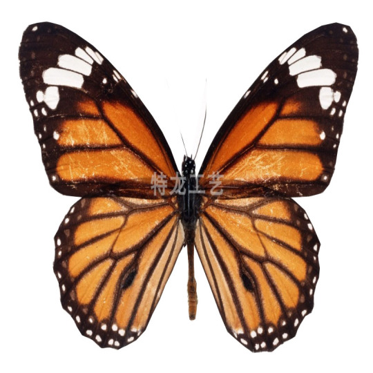 本物の蝶標本 - 彩雲間 - 教育とDIYクラフト