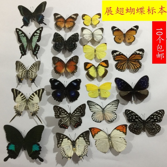 昆虫標本（展示品として使用）7 蝶各種 昆虫標本 蝶の標本 ゼフィリテスモルフォ メタリック調