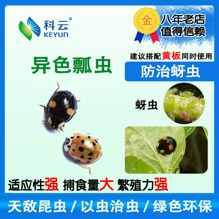 异色瓢虫成虫卵卡幼虫活体昆虫生物防治蚜虫花卉多肉