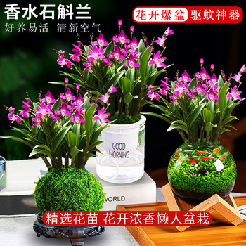 Perfume Dendrobium orchid with flower buds hydroponic green plants