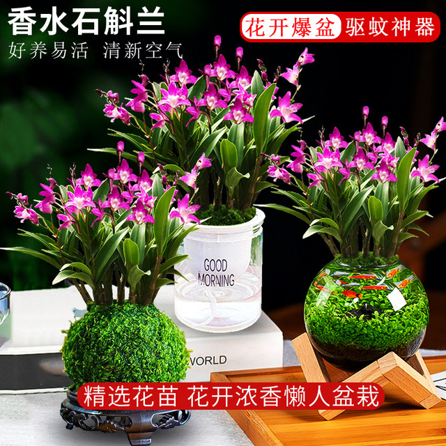 Colorful perfume Dendrobium orchid seedlings potted plants with flower buds for sale and hydroponic green plants for delivery. It is easy to cultivate indoor and outdoor