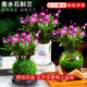 Colorful perfume Dendrobium orchid seedlings potted plants with flower buds for sale and hydroponic green plants for delivery. It is easy to cultivate indoor and outdoor