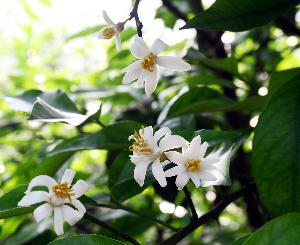 没有想到这些水果的花可以这么美!