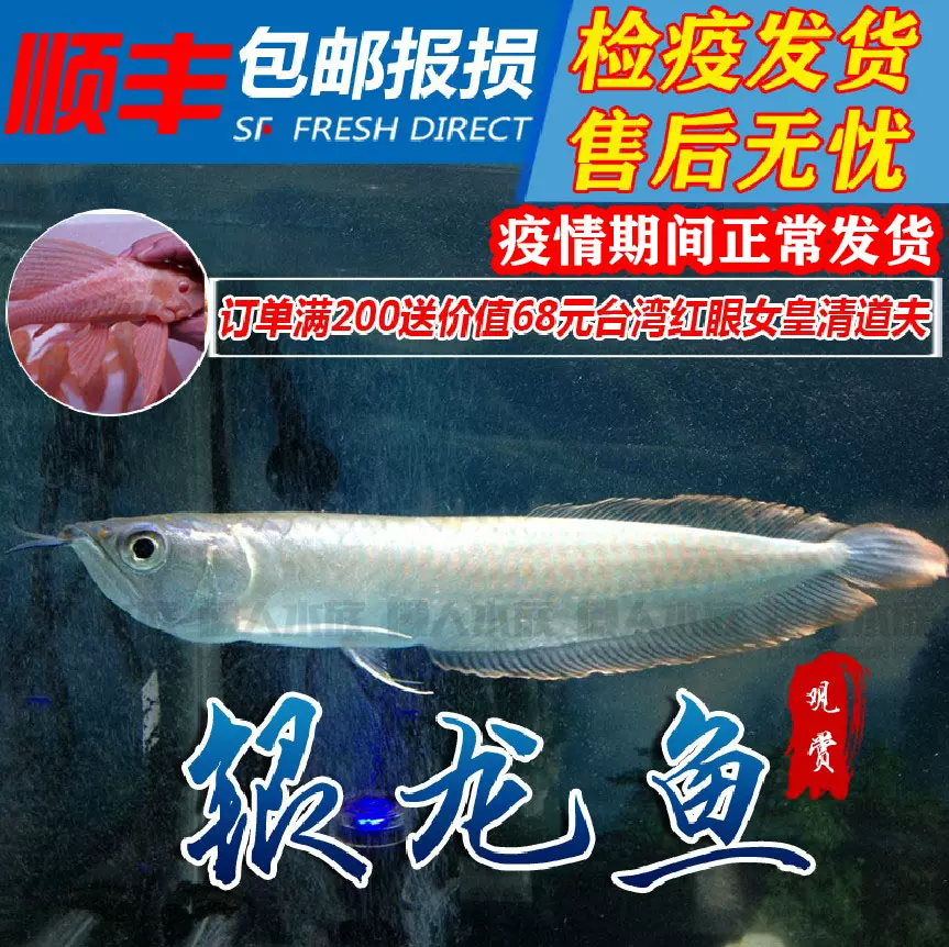 銀龍魚金龍魚紅龍魚魚苗觀賞魚熱帶魚大型魚風水魚中型