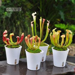 Live Plant Combination Set Cordyceps