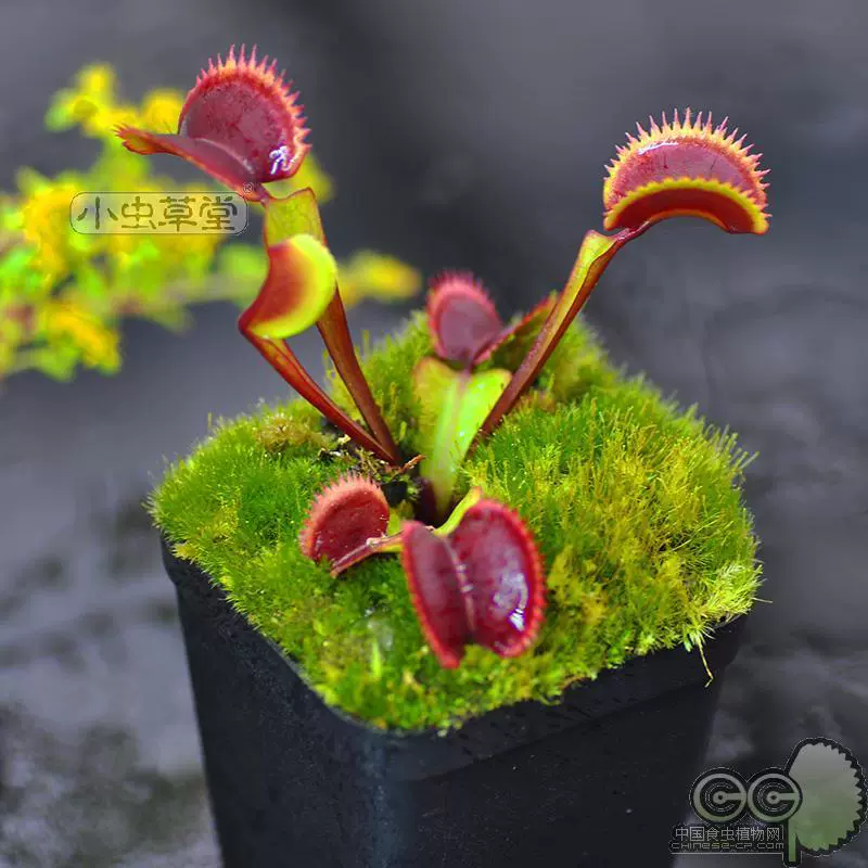 食人鱼捕蝇草小虫草堂食虫植物盆栽红色食虫草食